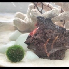 飼育えび ピクシーシュリンプ 稚えび  セット③