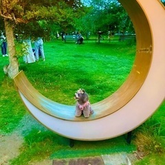 犬友⭐︎募集（=`･ω･´)∩