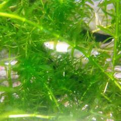 【水草】無農薬アナカリス（20㎝ｸﾗｽ）10円/本　エビ メダカ ザリガニ オタマジャクシ 熱帯魚 ビオトープ　水槽　熱帯魚　ビーシュリンプの画像