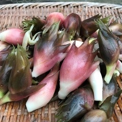 飛騨産　ミョウガ　みょうが　１k=800円
