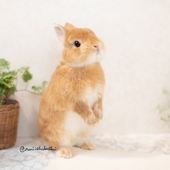ウサギを飼っている方！