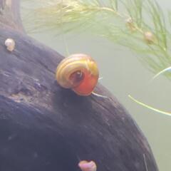 ラムズホーン20匹 おまけ付き