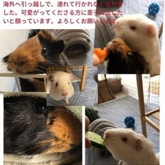 里親募集
