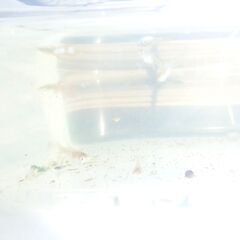【水替えの回数を減らす😃藻、エアー替わりの水草つき！】ミックスグッピー若魚15匹(生後５０日以内の若い個体）の画像