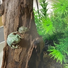 イエアメガエル　2匹