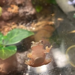 イエアメガエル　2匹の画像