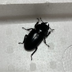 オオクワガタ　メス　44.6ミリ‼️