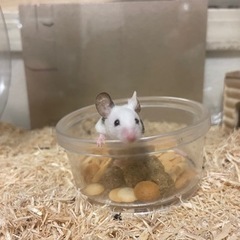 パンダマウス