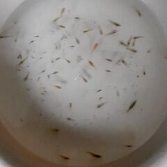 ミックスメダカの稚魚50匹