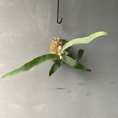 ビカクシダ　ビーチー　コウモリラン　コルク付