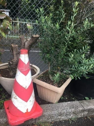 オリーブの木