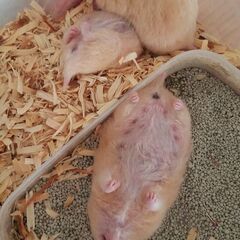 キンクマハムスター　ﾒｽ3匹