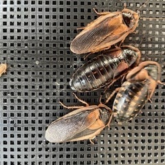 デュビア成虫、オス50匹メス50匹の画像