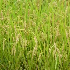令和5年 宮城県産ひとめぼれ玄米30㎏