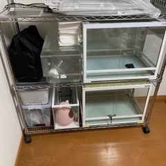 ミキモト パール