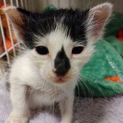 急募！！！約3週間の仔猫ちゃん２匹飼い主さん募集