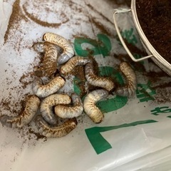 受け渡し決定⭐️カブトムシの幼虫の画像