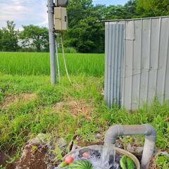 完全無農薬！化学肥料一切不使用！井戸水で作った【こだわりの山田米...