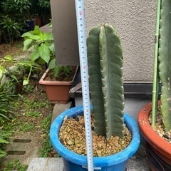 サボテン  観葉植物 ドライガーデン等