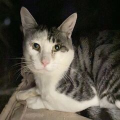 ★里親様✨募集致します★波平
