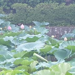着物友達募集中♪ 