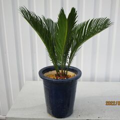 ソテツ　蘇鉄