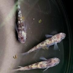 白斑ラメ幹之サファイア系 雌2雄1現物販売の画像