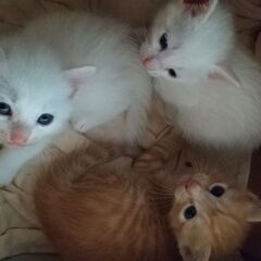 8月18日生まれの子猫三匹貰って下さい
