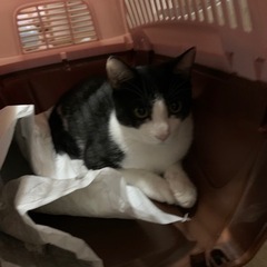 ハチワレくん　トライアル中