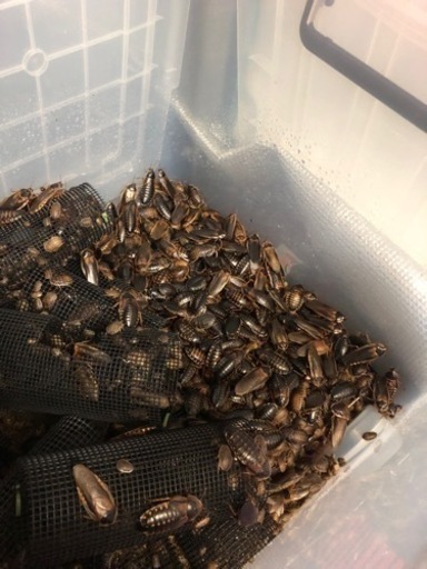 デュビア　1キロ