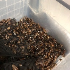 デュビア　1キロ　
