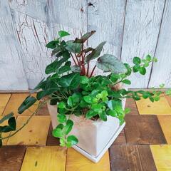 【観葉植物】 寄植え②　受皿付