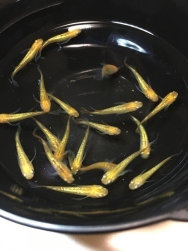 メダカレクリス約20匹