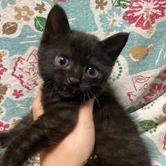 まんまるおメメの黒猫ちゃん