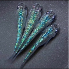 新潟アクアリウム