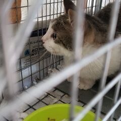 不幸な猫をへらす活動を一緒にできる方（世田谷） − 東京都