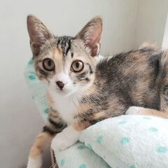 不幸な猫をへらす活動を一緒にできる方（世田谷） - メンバー募集