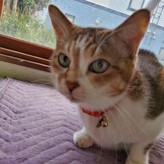 【終了】〈10/23(日)をもって、ジモティーでの里親さがしを終...