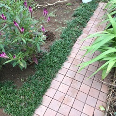まだまだあります　竜の髭　再投稿の画像