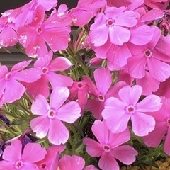 【残り少、一部開花中】芝桜　ダニエルクッション（濃ピンク）