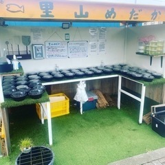 里山めだかのメダカ無人販売所　9/21 出店