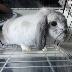 ドワーフロップイヤー　ブロークン　うさぎ　1歳の画像