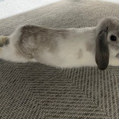 ドワーフロップイヤー　ブロークン　うさぎ　1歳 − 大阪府