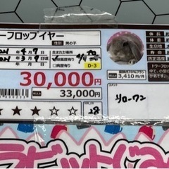 ドワーフロップイヤー　ブロークン　うさぎ　1歳 - 里親募集