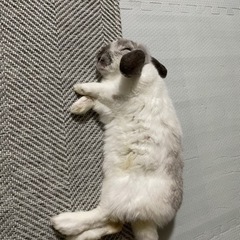 ドワーフロップイヤー　ブロークン　うさぎ　1歳 - その他