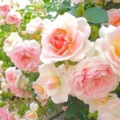 🌼【 無料体験学習、ご紹介キャンペーンあり！ 個別指導 幼児教育...