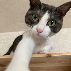里親募集　黒白の女の子