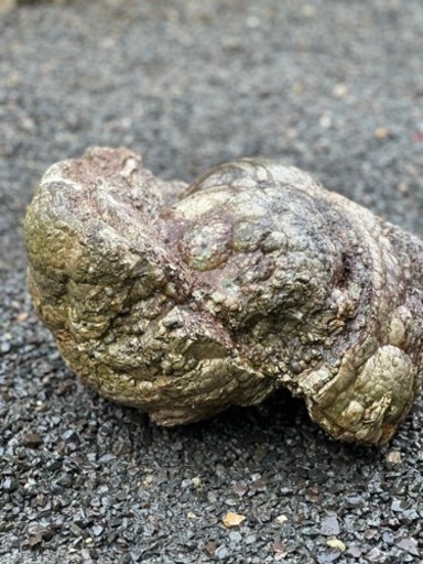 流紋岩　庭石　岩石　鉱物　コレクター向け