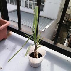 レモングラスの苗