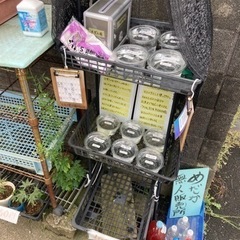 9月21日 めだか無人販売